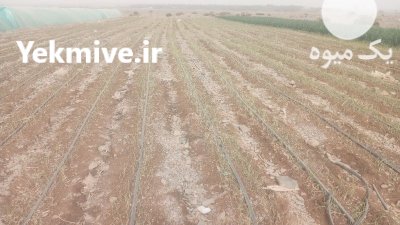 فروش انواع محصولات کشاورزی پیاز خیار درجه 1 در جیرفت در گروه خرید و فروش خیار در یکمیوه -عکس1