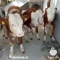 خرید و فروش گوساله در ترک در گروه گاو و گوسفند و میش و بز کهره گوساله در یکمیوه