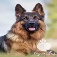 فروش سگ ژرمن فروش سگ ژرمن در محمدشهر در گروه سگ و گربه در یکمیوه