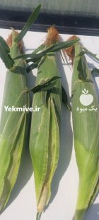 خریدار بلال مکزیکی در اهواز در گروه خرید و فروش ذرت در یکمیوه