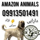 فروش سگ سرابی در مجموعه آمازون در آبگرم در گروه سگ و گربه در یکمیوه