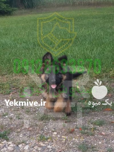 فروش سگ ژرمن شپرد با اصالت در تهران در گروه سگ و گربه در یکمیوه -عکس2