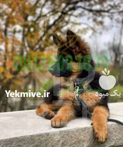فروش سگ ژرمن شپرد با اصالت در تهران در گروه سگ و گربه در یکمیوه -عکس1