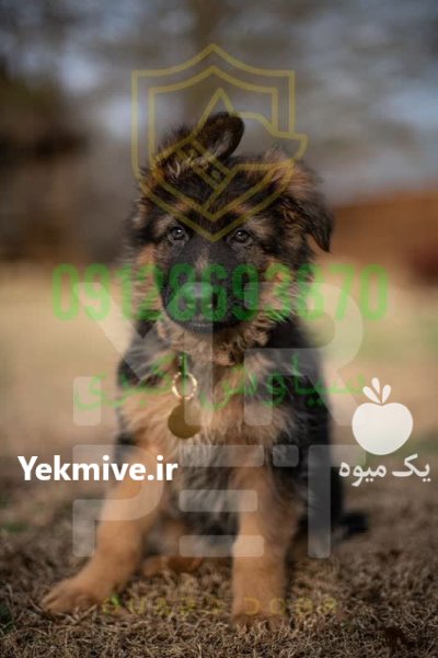 فروش سگ ژرمن شپرد با اصالت در تهران در گروه سگ و گربه در یکمیوه -عکس3