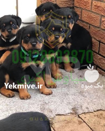 فروش سگ روتوایلر اصیل در تهران در گروه سگ و گربه در یکمیوه -عکس1