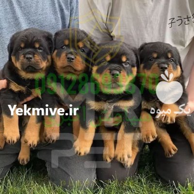 فروش سگ روتوایلر اصیل در تهران در گروه سگ و گربه در یکمیوه -عکس2