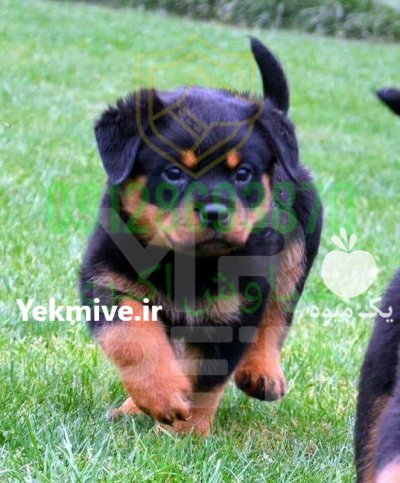 فروش سگ روتوایلر اصیل در تهران در گروه سگ و گربه در یکمیوه -عکس3