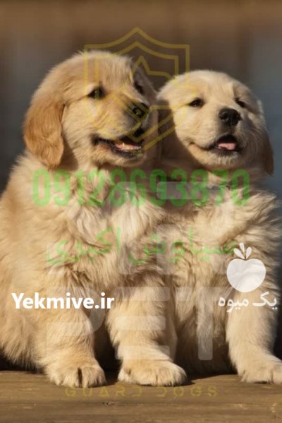 فروش سگ گلدن رتریور در تهران در گروه سگ و گربه در یکمیوه -عکس1