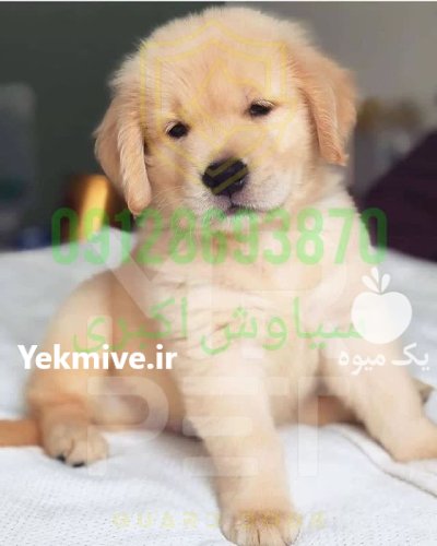 فروش سگ گلدن رتریور در تهران در گروه سگ و گربه در یکمیوه -عکس4
