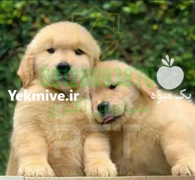 فروش سگ گلدن رتریور در تهران در گروه سگ و گربه در یکمیوه -عکس2