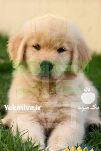 فروش سگ گلدن رتریور در تهران در گروه سگ و گربه در یکمیوه -عکس3