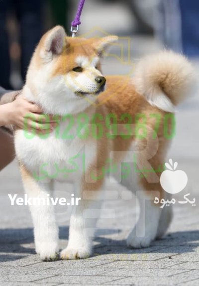 فروش سگ اکیتا در تهران در گروه سگ و گربه در یکمیوه -عکس2