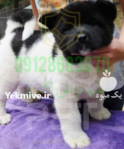 فروش سگ اکیتا در تهران در گروه سگ و گربه در یکمیوه -عکس1