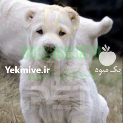 فروش سگ الابای روسی بهترین در تهران در گروه سگ و گربه در یکمیوه -عکس1