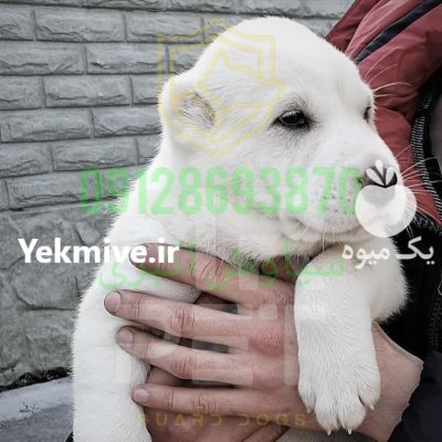 فروش سگ الابای روسی بهترین در تهران در گروه سگ و گربه در یکمیوه -عکس2