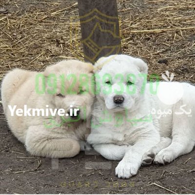 فروش سگ الابای روسی بهترین در تهران در گروه سگ و گربه در یکمیوه -عکس3