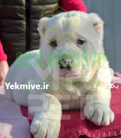 فروش سگ الابای روسی بهترین در تهران در گروه سگ و گربه در یکمیوه -عکس4