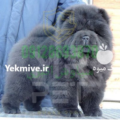 چاو چاو بی صدا بهترین همدم در تهران در گروه سگ و گربه در یکمیوه -عکس2