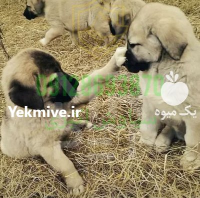 فروش سگ کانگال بزرگ جسه مستر در تهران در گروه سگ و گربه در یکمیوه -عکس2