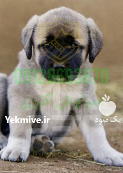 فروش سگ کانگال بزرگ جسه مستر در تهران در گروه سگ و گربه در یکمیوه -عکس1