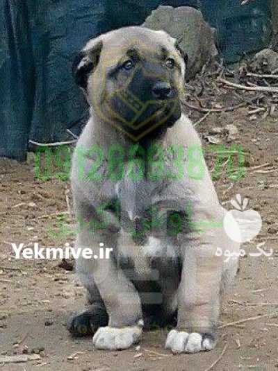 فروش سگ کانگال بزرگ جسه مستر در تهران در گروه سگ و گربه در یکمیوه -عکس3