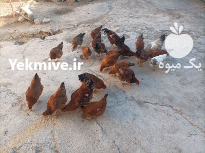 خروس محلی در سنقر در گروه مرغ و خروس و بوقلمون و اردک قو قاز در یکمیوه -عکس1