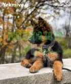 فروش سگ ژرمن شپرد با اصالت در تهران در گروه سگ و گربه در یکمیوه