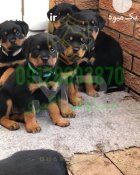 فروش سگ روتوایلر اصیل در تهران در گروه سگ و گربه در یکمیوه