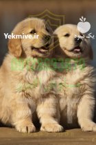 فروش سگ گلدن رتریور در تهران در گروه سگ و گربه در یکمیوه