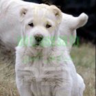 فروش سگ الابای روسی بهترین در تهران در گروه سگ و گربه در یکمیوه