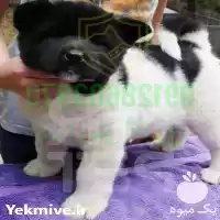 سگ اکیتا سگ آکیتا خرید سگ در کرج در گروه سگ و گربه در یکمیوه