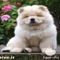 فروش ویژه سگ چاو چاو زیبا در کرج در گروه سگ و گربه در یکمیوه