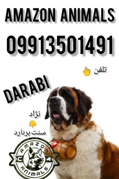 فروش سگ سنت برنارد در مجموعه در تاکستان در گروه سگ و گربه در یکمیوه -عکس1