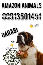 فروش سگ سنت برنارد در مجموعه در تاکستان در گروه سگ و گربه در یکمیوه