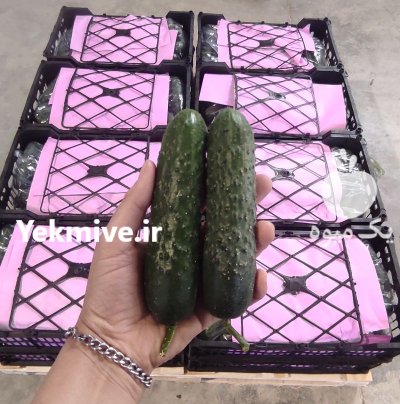 فروش خیار خاردار گلخانه ای صادراتی یزد در گروه خرید و فروش خیار در یکمیوه -عکس1