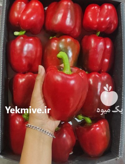 فروش فلفل رنگی صادراتی در یزد در گروه خرید و فروش فلفل در یکمیوه -عکس1