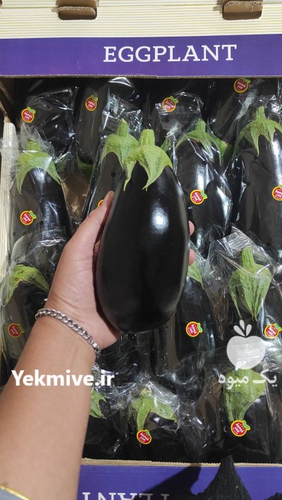 فروش بادمجان لامپی گلخانه ای یزد باکیفیت در گروه خرید و فروش بادمجان در یکمیوه -عکس1