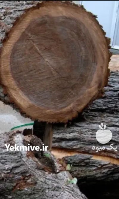 فروش چوب گردو درخت گردو در همدان در گروه خرید و فروش چوب درخت در یکمیوه -عکس1