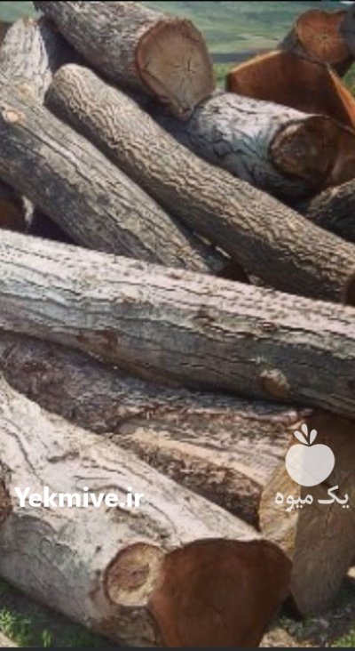 فروش چوب گردو درخت گردو در همدان در گروه خرید و فروش چوب درخت در یکمیوه -عکس3