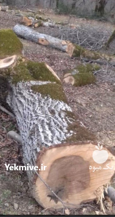 فروش چوب گردو درخت گردو در همدان در گروه خرید و فروش چوب درخت در یکمیوه -عکس2
