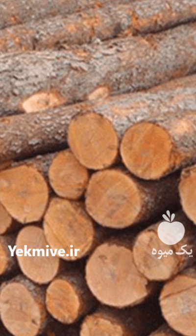 فروش چوب گردو درخت گردو در همدان در گروه خرید و فروش چوب درخت در یکمیوه -عکس4