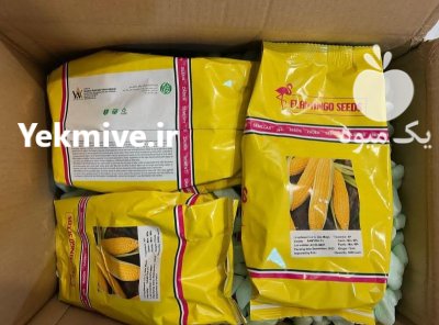 بذر ذرت سمیرا در بوشهر در گروه خرید و فروش بذر ذرت در یکمیوه -عکس1
