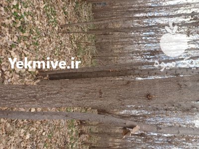 چوب میوه صنوبر در الشتر در گروه خرید و فروش انواع چوب در یکمیوه -عکس1