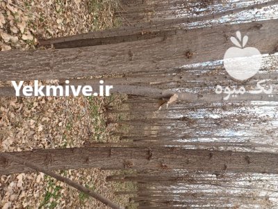 چوب میوه صنوبر در الشتر در گروه خرید و فروش انواع چوب در یکمیوه -عکس2