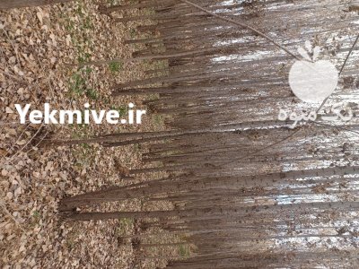 چوب میوه گردو صنوبر در الشتر در گروه خرید و فروش انواع چوب در یکمیوه -عکس4