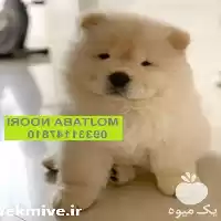 فروش پیشنهادی خرید سگ خانگی در مهر در گروه سگ و گربه در یکمیوه