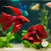 فروش تولید غذای ماهی زینتی در تهران در گروه خرید و فروش انواع ماهی در یکمیوه