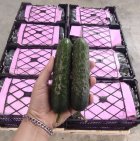 فروش خیار خاردار گلخانه ای صادراتی یزد در گروه خرید و فروش خیار در یکمیوه