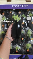 فروش بادمجان لامپی گلخانه ای یزد باکیفیت در گروه خرید و فروش بادمجان در یکمیوه