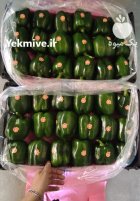 فروش فلفل دلمه سبز گلخانه ای در یزد در گروه خرید و فروش فلفل در یکمیوه